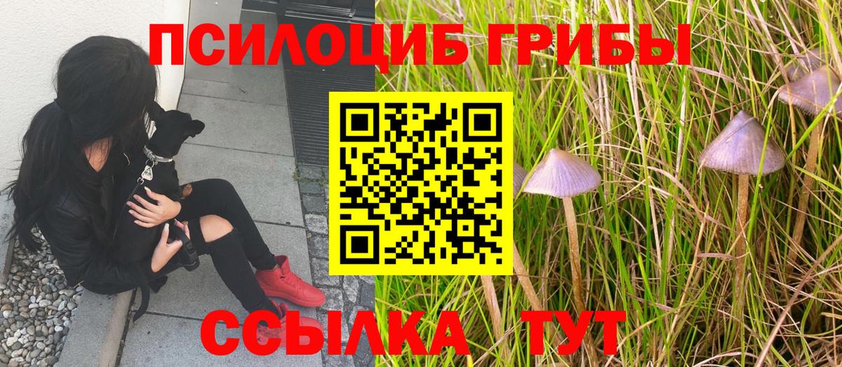 Псилоцибиновые грибы Psilocybe  Галлюциногенные грибы MAGIC MUSHROOMS  Гусев  Вход с VPN 